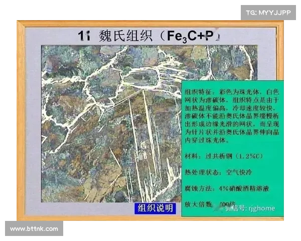 美国黄蜂财团的领导团队与组织结构全解析 美国黄蜂财团的领导团队与组织结构全解析